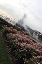 Many beautiful pink roses and a fountain in Moscow, a Park. Royalty Free Stock Photo