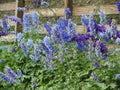 Many beautiful purple and blue flowers Delphinium elatum, Alpine Delphinium, Candle Larkspur blooming in the garden