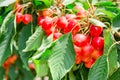 Many beautiful rainier cherries berries shiny bunches Royalty Free Stock Photo