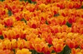 Many beautiful red and orange tulips