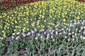 Many beautiful red, yellow and pink tulips in flower garden Royalty Free Stock Photo