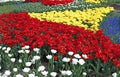 Many beautiful red, yellow and white tulips and blue muscari in Royalty Free Stock Photo