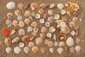 Many beautiful sea shells on the sand on the beach , top view