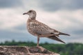 Many beautiful seagulls