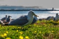 Many beautiful seagulls