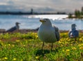 Many beautiful seagulls