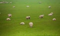 Many beautiful sheep pasture in the green field