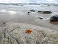 Small amber on big stone near Baltic sea, Lithuania