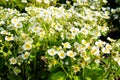 Many beautiful strawberry bushes with white flowers and green leaves grow outdoors in the soil in spring. Strawberry Royalty Free Stock Photo