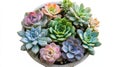 Many beautiful succulents in the background, top view. Royalty Free Stock Photo