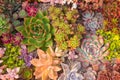 Many beautiful succulents Royalty Free Stock Photo