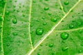 Many beautiful transparent rain dew water drops on fresh leaf. Abstract macro real photo cute wallpaper. Nature lines Royalty Free Stock Photo