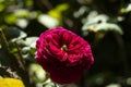 Beautiful and delicate red flower