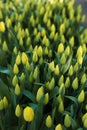 Many beautiful tulip flowers growing outdoors, closeup. Spring season Royalty Free Stock Photo