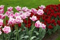 Many beautiful tulip flowers growing. Spring season Royalty Free Stock Photo