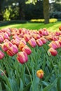 Many beautiful tulip flowers growing in park, closeup. Spring season Royalty Free Stock Photo