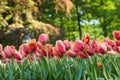 Many beautiful tulip flowers growing in park, closeup. Spring season Royalty Free Stock Photo