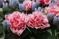 Many beautiful tulip and muscari flowers, closeup view. Spring season Royalty Free Stock Photo