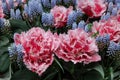 Many beautiful tulip and muscari flowers, closeup view. Spring season Royalty Free Stock Photo