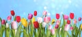 Many beautiful tulips on light blue background, bokeh effect. Banner design Royalty Free Stock Photo