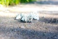 Many beautiful white butterflies drink water