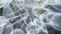 Many beautiful white crystal dandelion fluffy seed head flower on nature background.