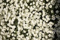 Many white meadowfoam flowers growing outdoors Royalty Free Stock Photo