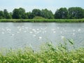 White swans in small lake, Lithuania