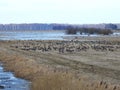 Goose birds in flood field, Lithuania Royalty Free Stock Photo