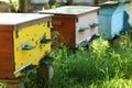 Many beautiful wooden beehives at outdoor apiary