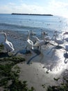 Amazing swans on a beach