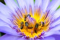 Many bees collect nectar from lotus pollen. Royalty Free Stock Photo