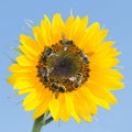 Many bees collecting nectar on a sunflower against the sky Royalty Free Stock Photo