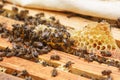 Many bees crawl on the frames with honey in the hive