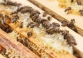Many bees eat the remains of honey from honeycombs in a hive Royalty Free Stock Photo