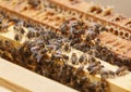 Many bees eat the remains of honey from honeycombs in upper part of hive Royalty Free Stock Photo