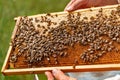Many bees on honeycomb in apiary - selective focus. A frame of honeycomb with working bees in the garden. Copy space Royalty Free Stock Photo
