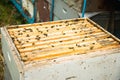 Many bees in an open hive Royalty Free Stock Photo