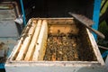 Many bees in an open hive Royalty Free Stock Photo