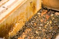 Many bees in an open hive Royalty Free Stock Photo