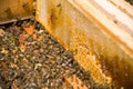 Many bees in an open hive Royalty Free Stock Photo