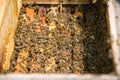 Many bees in an open hive Royalty Free Stock Photo