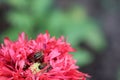 Many bees sit on a single red poppy flower and collect pollen Royalty Free Stock Photo