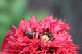 Many bees sit on a single red poppy flower and collect pollen Royalty Free Stock Photo