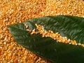 Corn grains on the leaves, background of corn grains