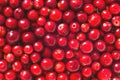 Many berries of red lingonberry.