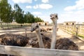 Many big african ostrich birds walking in paddock with wooden fence on poultry farm yard against blue sky on sunny day Royalty Free Stock Photo