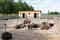 Many big african ostrich birds walking in paddock with wooden fence on poultry farm yard against blue sky on sunny day Royalty Free Stock Photo