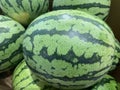 Many big fresh and sweet green watermelons Royalty Free Stock Photo