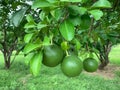 Many big green lemon tree in the garden Royalty Free Stock Photo